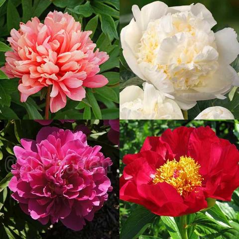 Photo of four different peonies