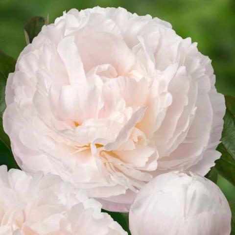 Paeonia Carl G. Klehm, lightest pink double flower shaped completely like a ball