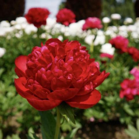 Paeonia Christmas Velvet, dark red double flower