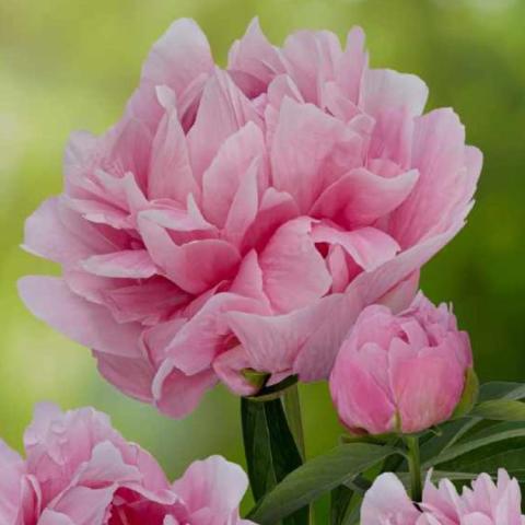 Paeonia Early Flamingo, classic pink double flower