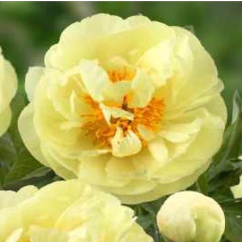 Paeonia Lemon Chiffon, lemon yellow double with gold stamens showing in the center