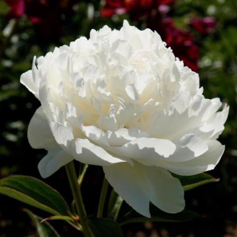 Paeonia Puffed Cotton, white double flower