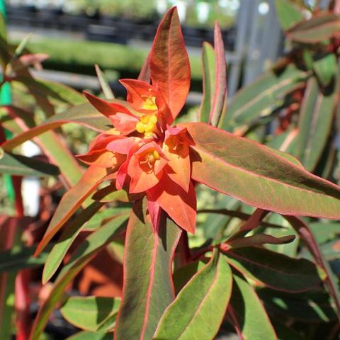 Euporbia Fireglow, orange and yellow bracts centered on leaves with orange edges