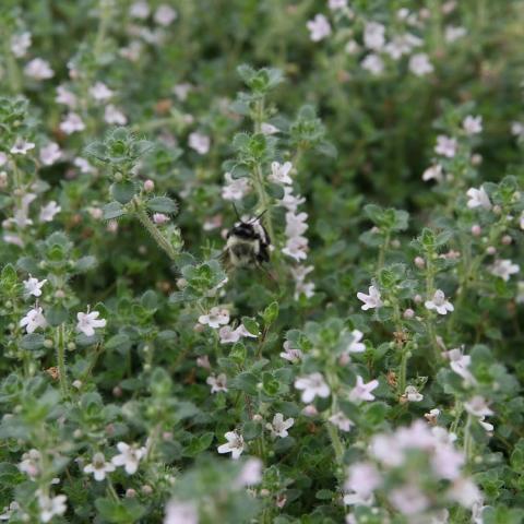 Thymus Pink Chintz, small green leaves and tiny light pink flowers