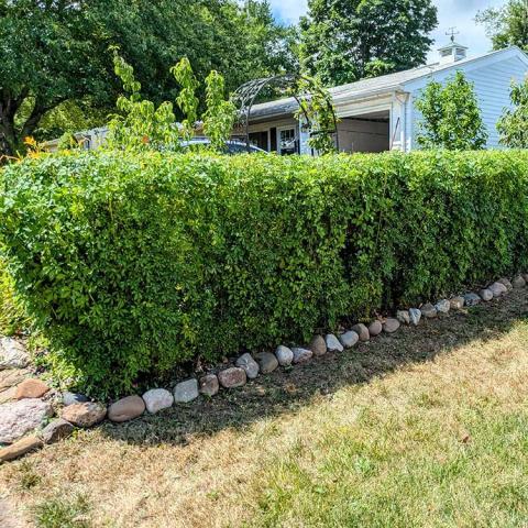 Eleutherococcus sieboldianus in a solid green hedge about 4 feet tall