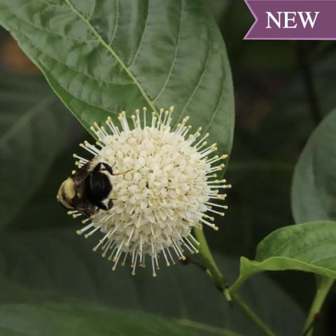 Buttonbush Sugar Shack 2.0, white ball with "antennae" all over, bumble bee feeding