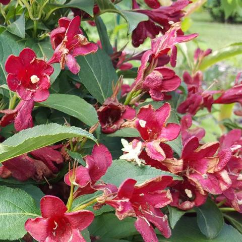 Weigela Maroon Swoon, reddish maroon trumpet flowers
