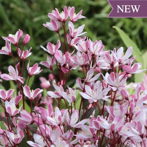 Deutzia Yuki Cherry Blossom 2.0, light pink starry flowers