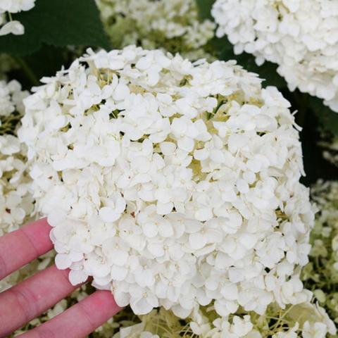 Hydrangea Invincibelle Wee White 2.0, white snowball cluster of flowers