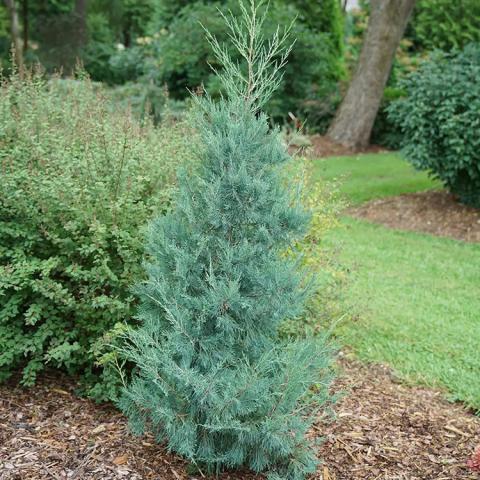 Thuja Aquavita, blue-green upright evergreen shrub, pyramidal shape