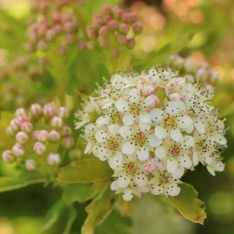 Physocarpus Pickleball, panicle of white flowers, lime green leaves