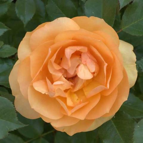Rosa Reminiscent Ginger, orange double rose blossom