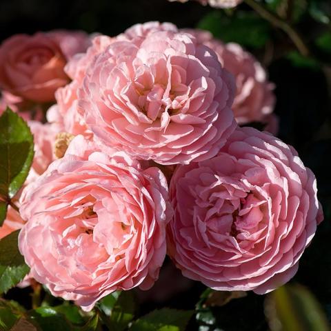 Rosa Drift Apricot, very double pink round rose blossoms