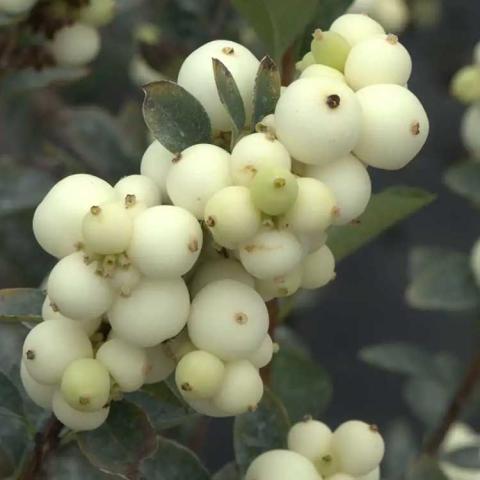 Symphoricarpos Proud Berry Pearl, white globular fruit in a cluster