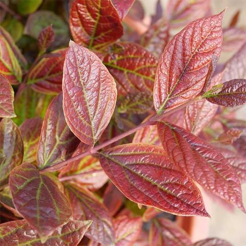 Calycanthus Red Zeppelin, red striated shiny leaves