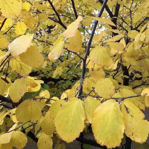 Hamamelis virginiana, yellow fall leaf color