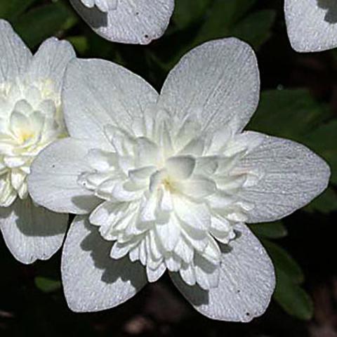 Anemoney Vestal, single white flower with many white mini-petals in the center that look like a smaller double flower
