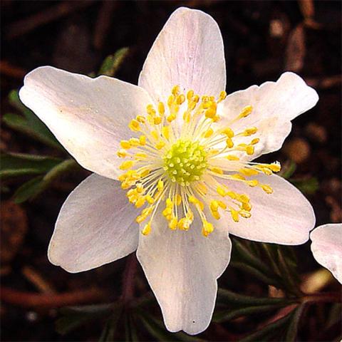 Anemone Wyatt's Pink, single flower with very light pink petals, yellow stamens at center