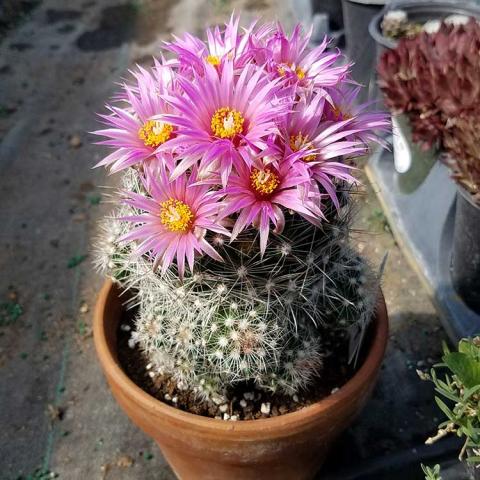 Pelecyphora vivipara, small rounded cactus with pink flowers blooming at the top 