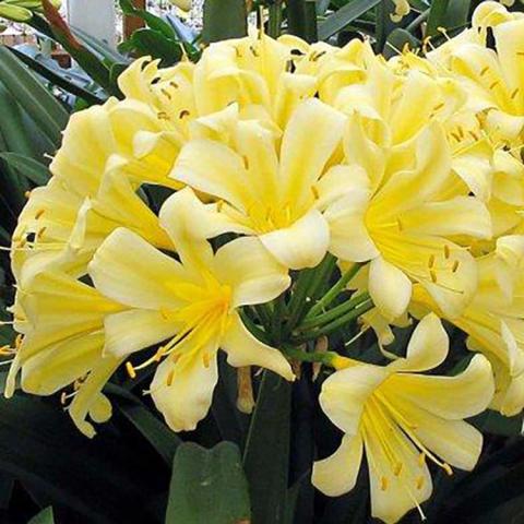 Clivia seedlings of Sir John Thouron, yellow trumpet-shaped flowers in lemon yellow