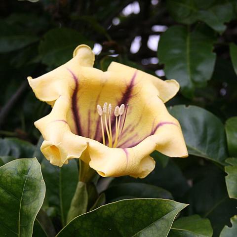 Solandra maxima, light yellow trumpet with purplish stripes inside