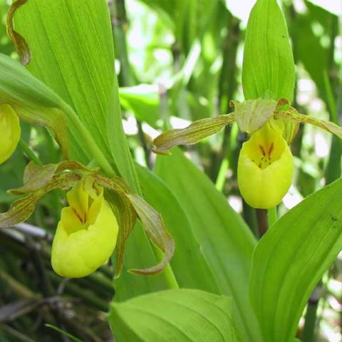 Cypripedium parviflorum var. pubescens, yellow pouch with light brown twisting upper petals