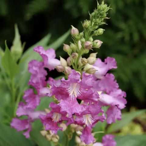 Chitalpa El Nino, purplish pink flowers in clusters resembling orchid corsages 
