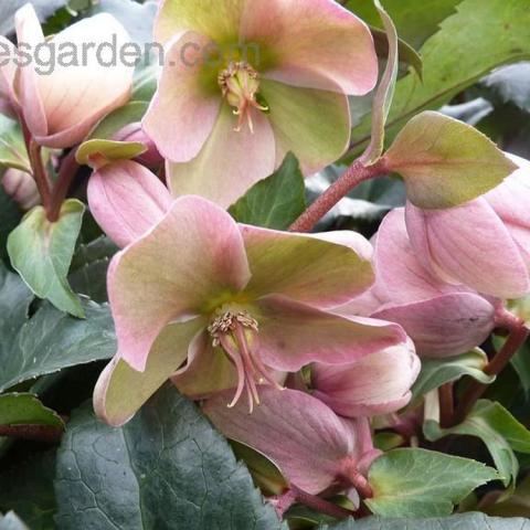 Helleborus Angel Glow, cupped single flowers with wide petals, pink-tinged green