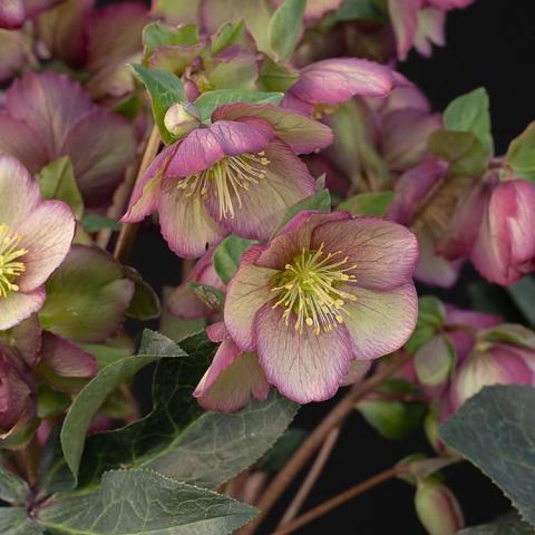 Helleborus Frostkiss Cherisa, cup-shaped single flowers, dark pink tinged to cream