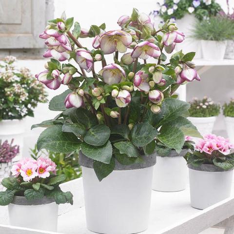 Helleborus Frostkiss Glenda's Gloss, plant in a pot, down-facing white single flowers with dark pink edges