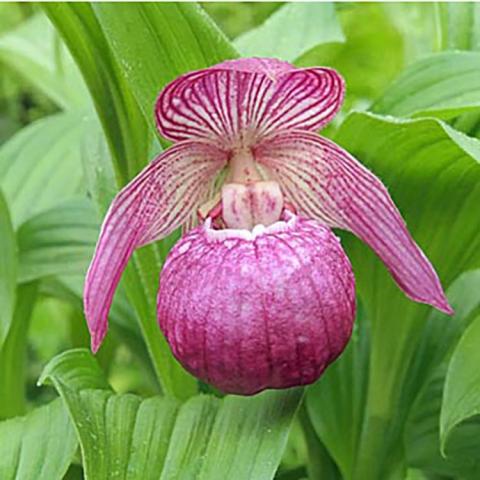 Cypripedium Mops, purple-red pouch and upper petals with some paler striping