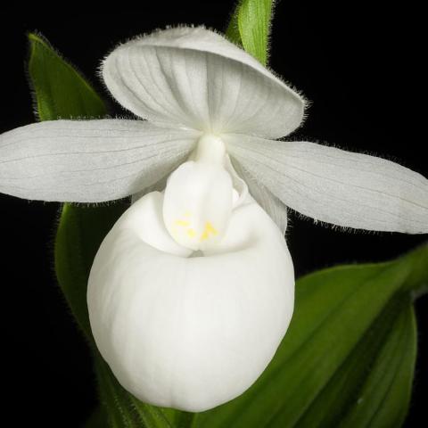 Cypripedium reginae f. albolabium, white pouch and white petals