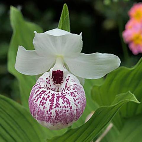 Cypripedium Ulla Silkens, white pouch speckled with raspberry, white petals 