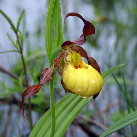 Cypripedium parviflorum var. makasin, yellow pouch with brown upper petals