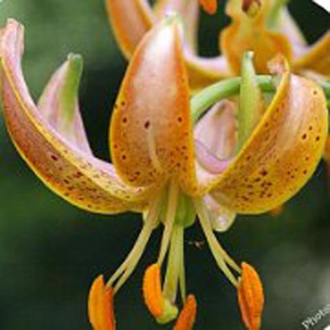 Martagon lily Early Bird, down facing pink to orange with small maroon speckles