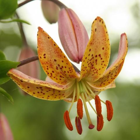 Martagon lily Mrs. R.O. Backhouse, orange gold with purple spots and pink buds