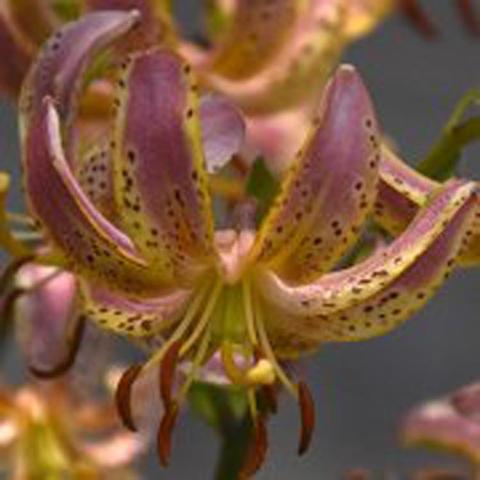 Martagon lily Slate's Morning, reddish pink petals are yellow near centers with dark spots
