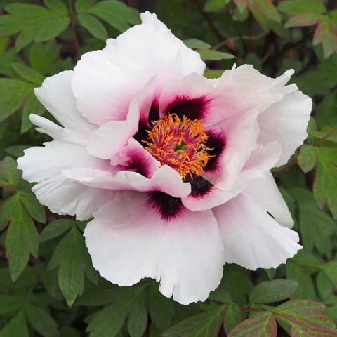 Paeonia rockii from Gansu, white to pink large flower with dark pink-purple at center around gold stamens