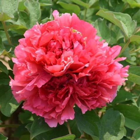 Paeonia Burning Colors of the Evening, double pink to reddish flower