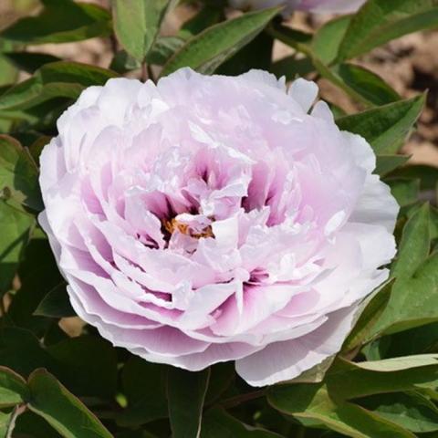 Paeonia Colorful Painting, cupped semi-double light lavender flower with purple base at center