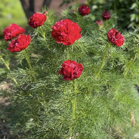 Paeonia Rubra Plena, very double red cupped flowers over very fern-like foliage