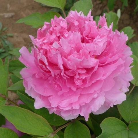 Paeonia Rosy Jade, somewhat raggedy double flower, strong pink 