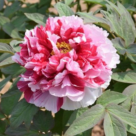 Paeonia Royal Elegance, double flower in layers of white and red