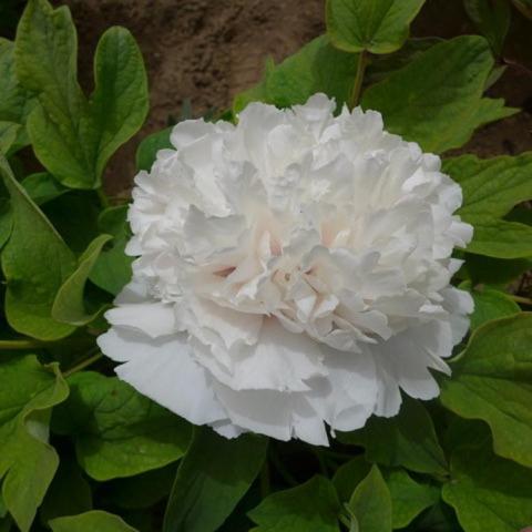 Paeonia Snowy Pagoda, pure white double flower