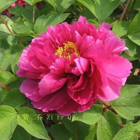 Paeonia Sunset, wide magenta flower, double with open center showing gold stamens