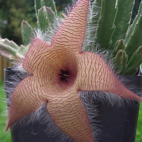 Stapelia gigantea, flower that looks like a brown fuzzy starfish with a hole in the center