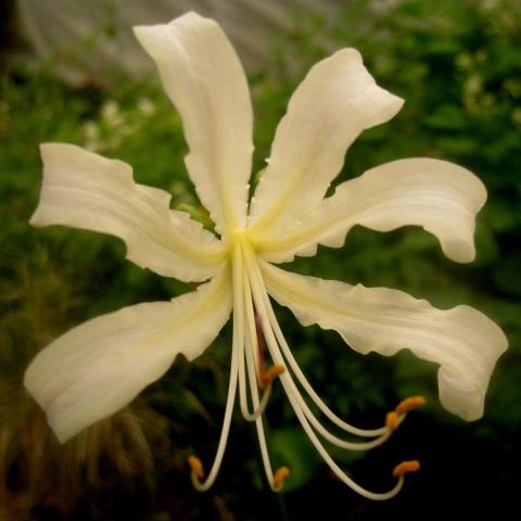 Lycoris x caldwellii, light yellow spider-like flower with recurved petals