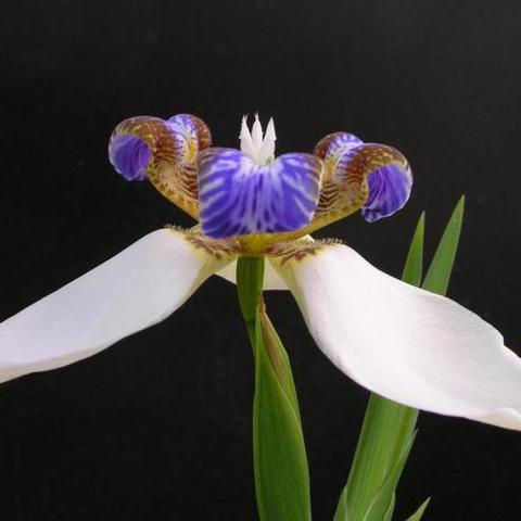 Neomarica gracilis, white petals extend horizontally, smaller purple petals sit at the top 