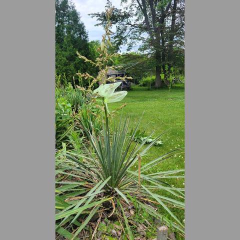 Yucca Filata, long sword-like narrow leaves out of the plant's center