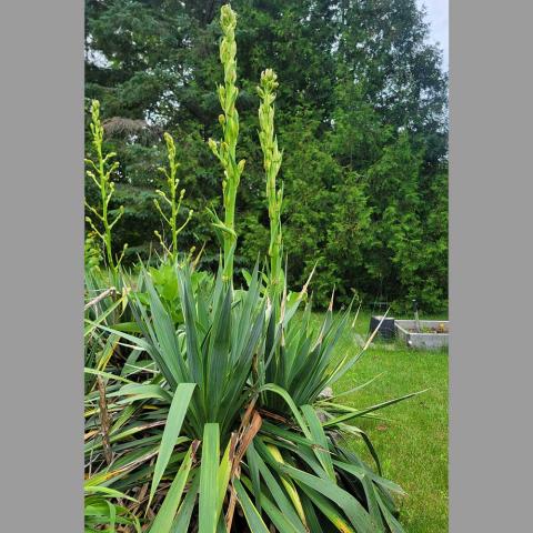 Yucca Gloriosa hybrids, long upright pointed green leaves, long stalks with buds emerging from the center of leaves